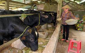 VIDEO: Chăn nuôi bò lai 3B hướng thịt - Hướng đi mới phát triển chăn nuôi đại gia súc